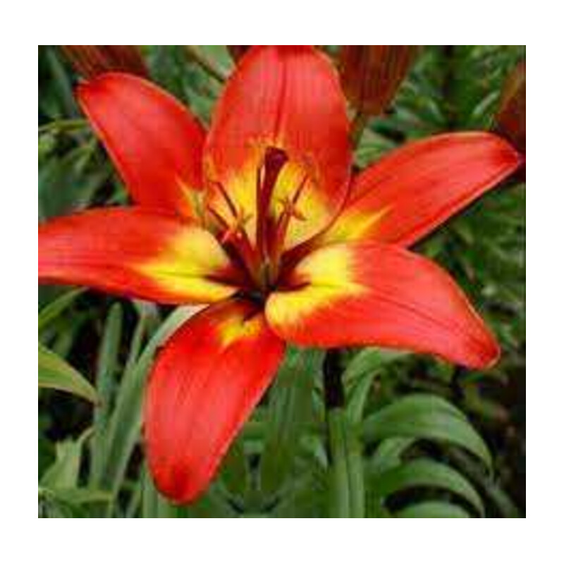 Lilia 'Linda' 5 szt. – Lilium Linda