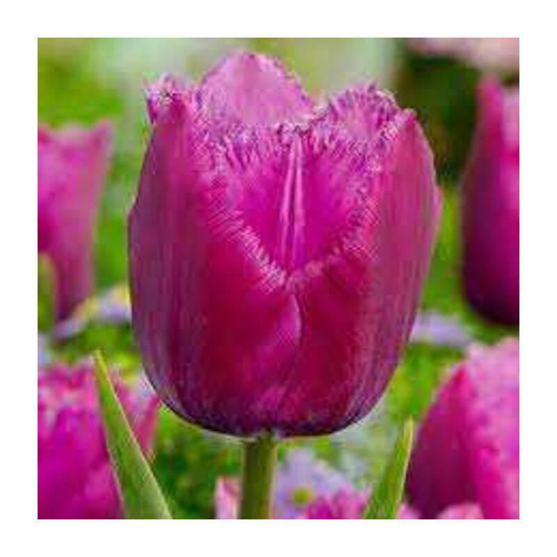 Tulipa Louvre Tulipan 'Louvre' 5 szt.