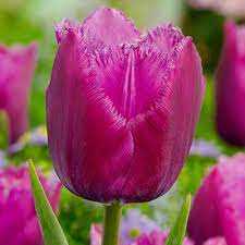 Tulipa Louvre Tulipan 'Louvre' 5 szt.