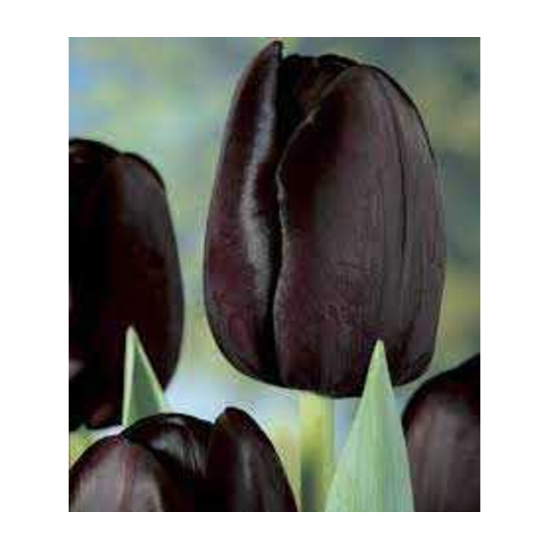 Tulipa Queen of Night Tulipan 'Queen of Night' 5 szt.