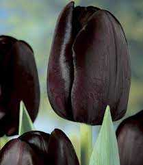 Tulipa Queen of Night Tulipan 'Queen of Night' 5 szt.
