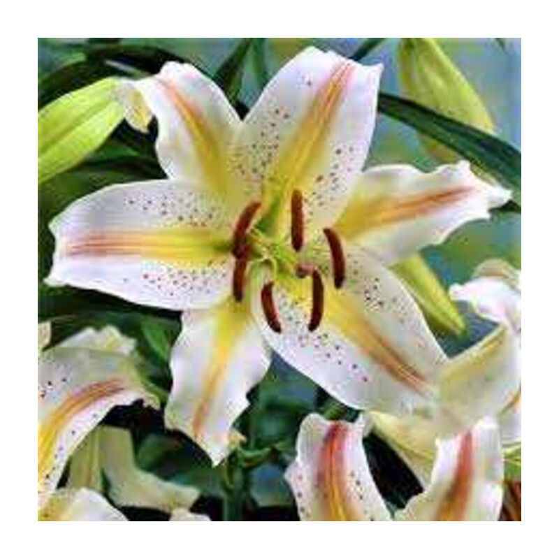 Lilia 'Garden Party' 5 szt. – Lilium Garden Party