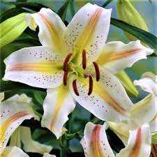 Lilia 'Garden Party' 5 szt. – Lilium Garden Party