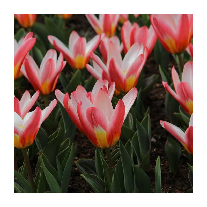 Tulipa Heart's Delight Tulipan 'Heart's Delight' 5 szt.