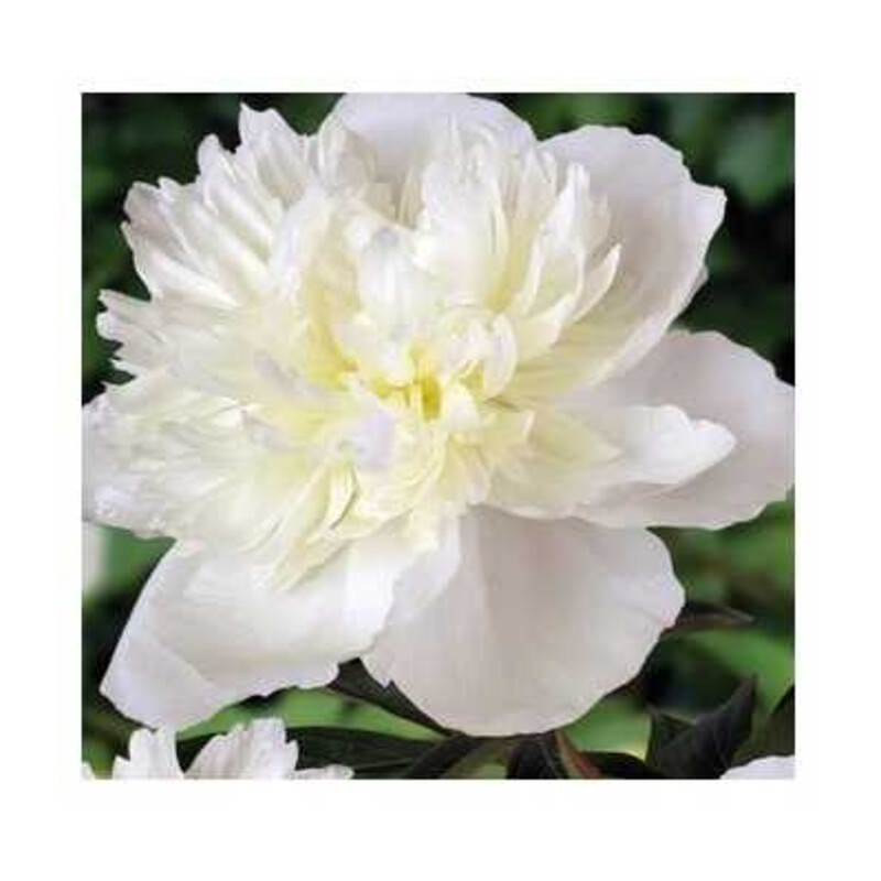 Piwonia Duchesse De Nemours 1 szt.