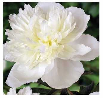 Piwonia Duchesse De Nemours 1 szt.