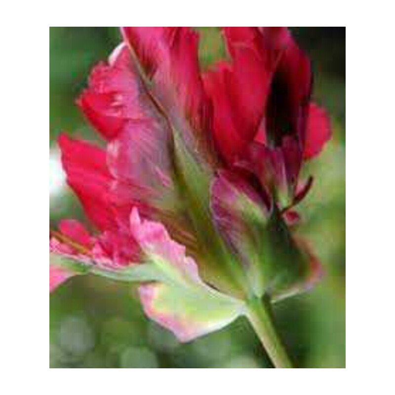 Tulipa Red Wave Tulipan 'Red Wave' 5 szt.