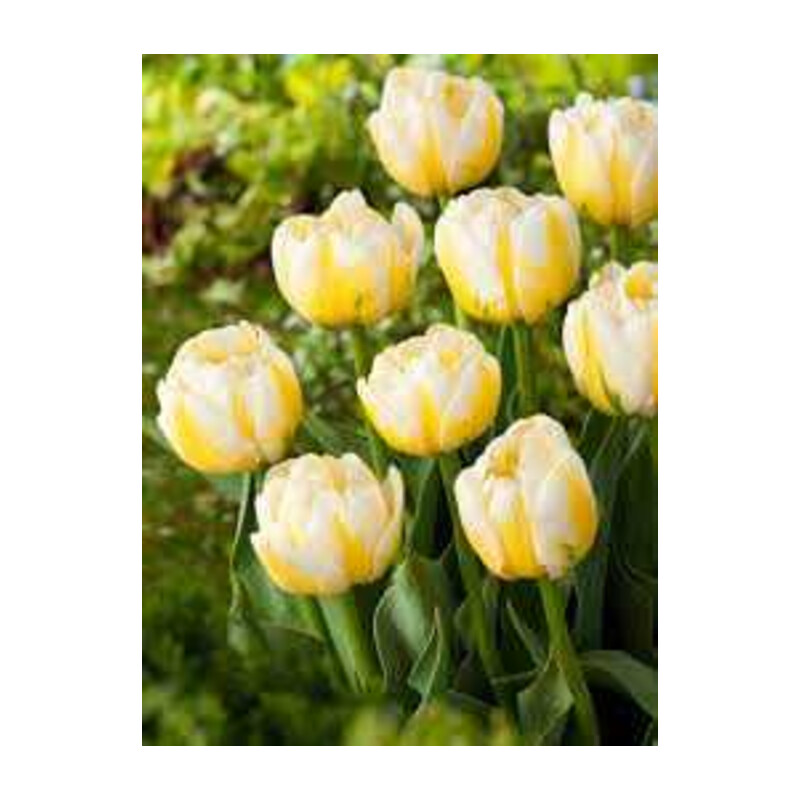 Tulipa Flaming Evita Tulipan 'Flaming Evita' 5 szt.
