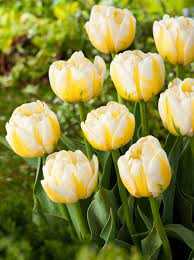 Tulipa Flaming Evita Tulipan 'Flaming Evita' 5 szt.