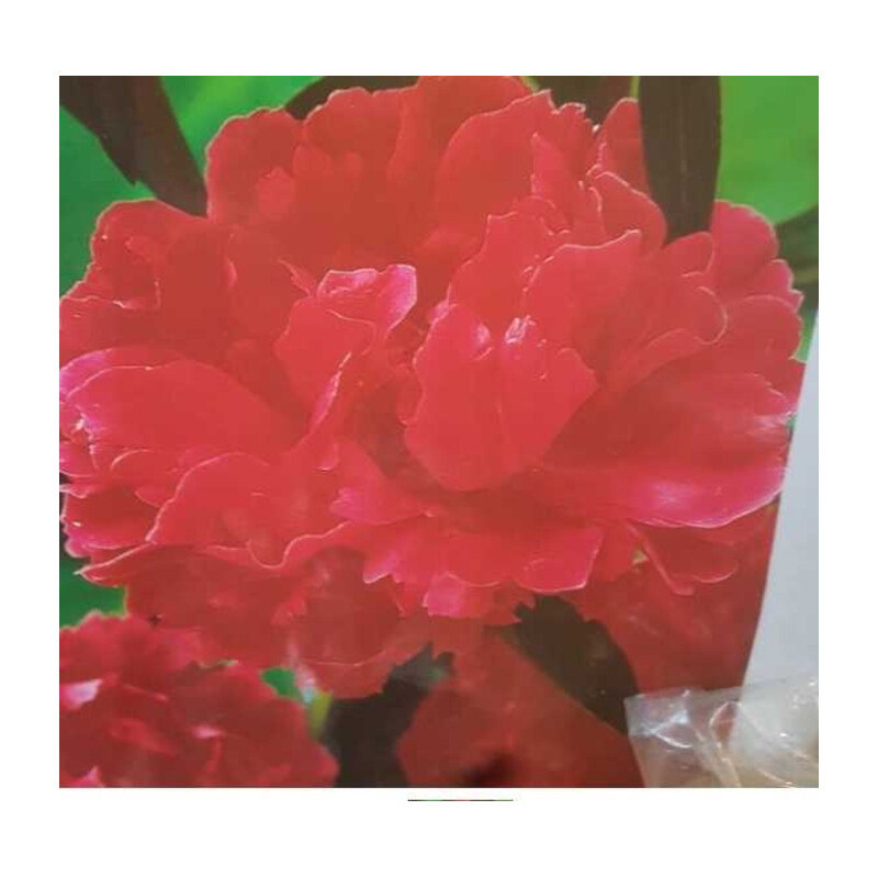 Piwonia Felix Crouse 1 szt.