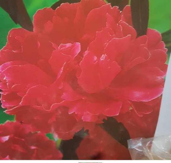 Piwonia Felix Crouse 1 szt.
