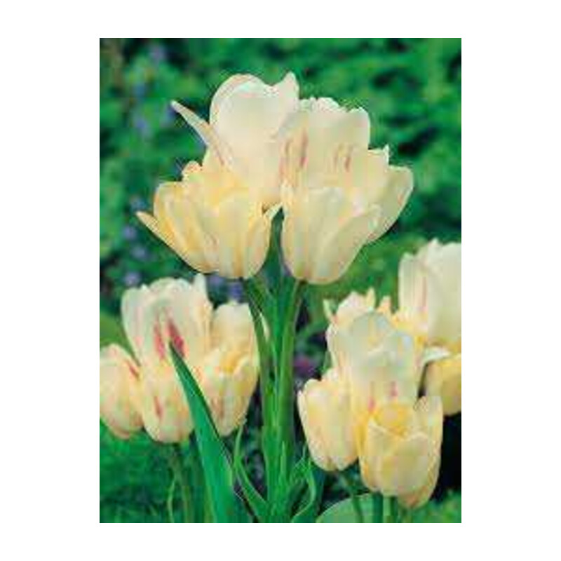 Tulipa Candy Club Tulipan 'Candy Club' 5 szt.