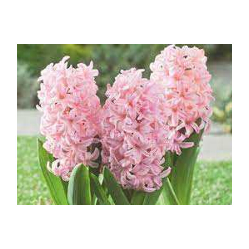 Hiacynt Różowy 5 szt. – Hyacinthus