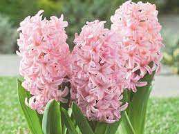 Hiacynt Różowy 5 szt. – Hyacinthus