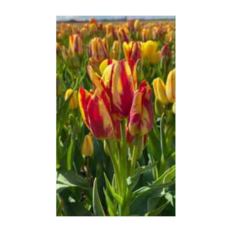 Tulipa Wonder Club Tulipan 'Wonder Club'5 szt.