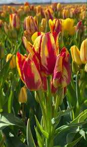 Tulipa Wonder Club Tulipan 'Wonder Club'5 szt.
