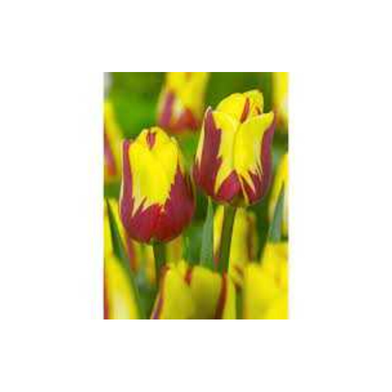 Tulipa Helmar Tulipan 'Helmar' 5 szt.
