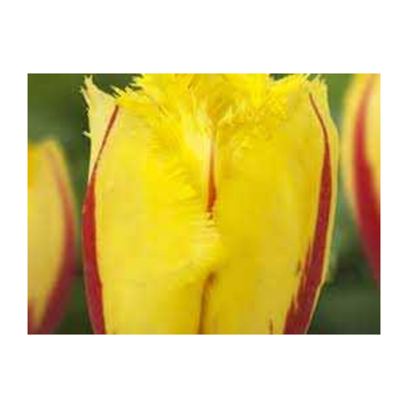 Tulipa Flamenco Tulipan 'Flamenco' 5 szt.