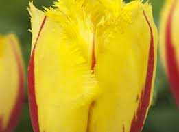 Tulipa Flamenco Tulipan 'Flamenco' 5 szt.