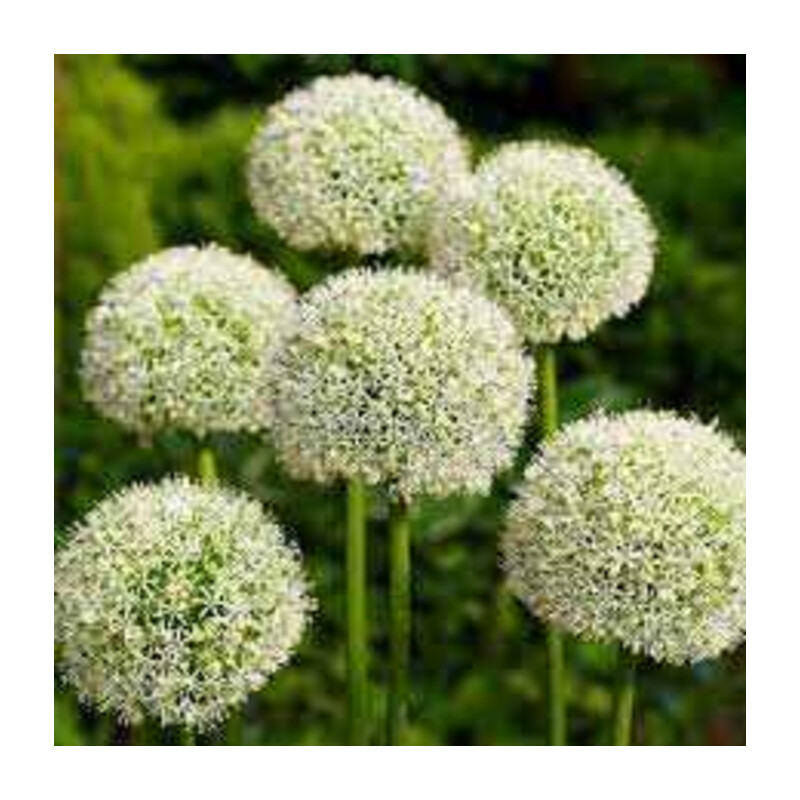 Czosnek 'White Giant' – Allium White Giant