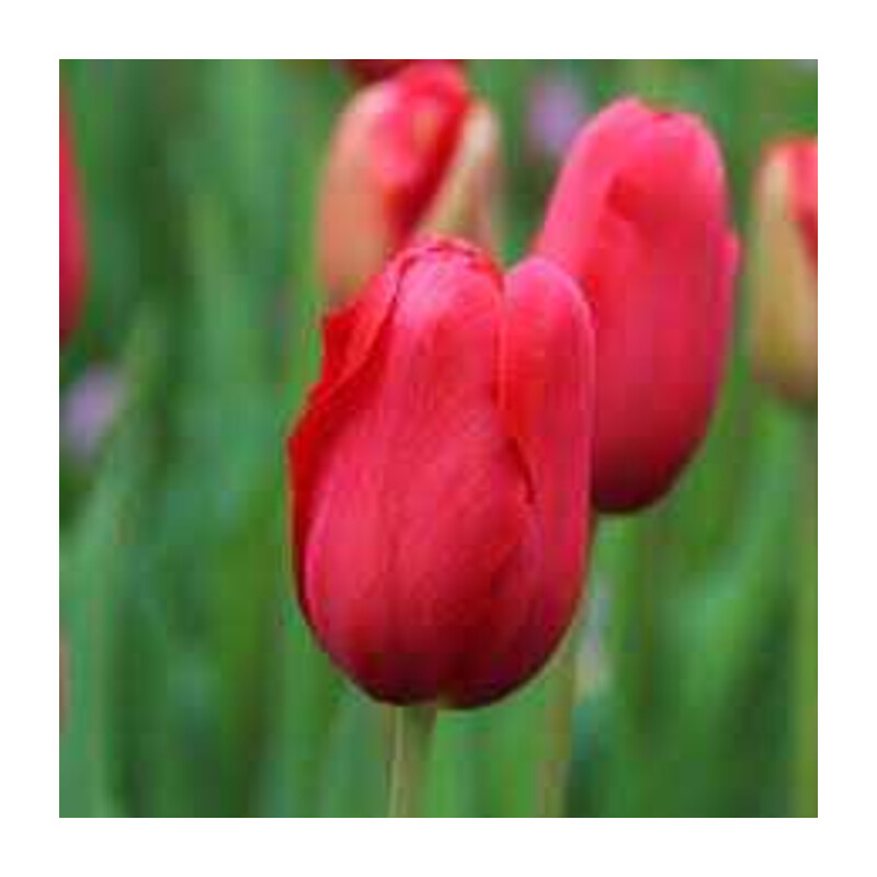 Tulipa Sky High Scarlet Tulipan 'Sky High Scarlet'5 szt.