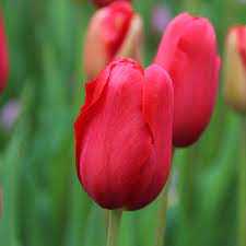 Tulipa Sky High Scarlet Tulipan 'Sky High Scarlet'5 szt.