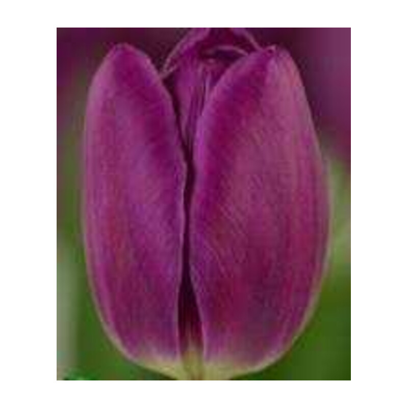 Tulipa Bullit Tulipan 'Bullit' 5 szt.