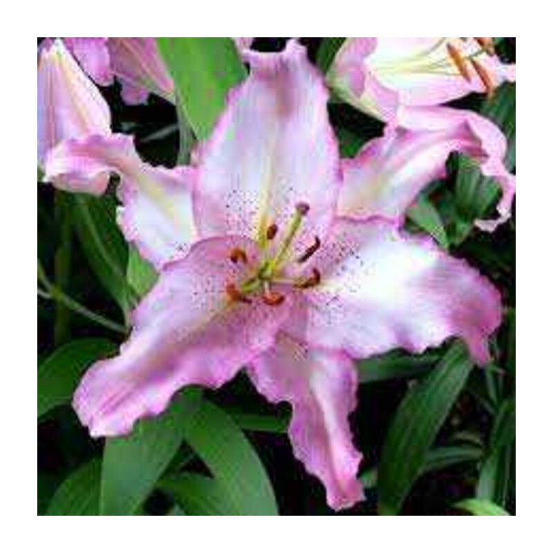 Lilia 'Brasilia' 5 szt. – Lilium Brasilia