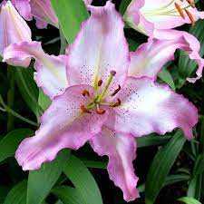 Lilia 'Brasilia' 5 szt. – Lilium Brasilia