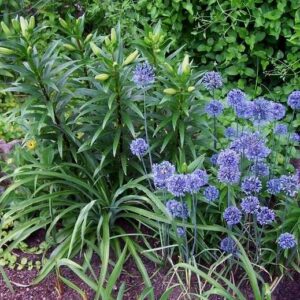 Czosnek błękitny 5 szt. – Allium caeruleum