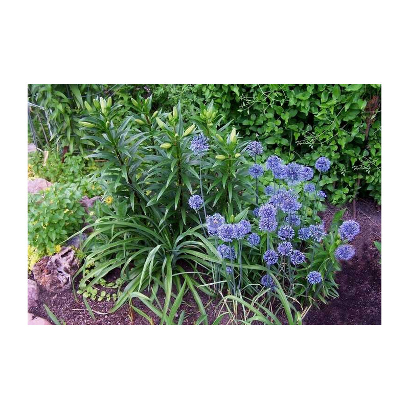Czosnek błękitny 5 szt. – Allium caeruleum