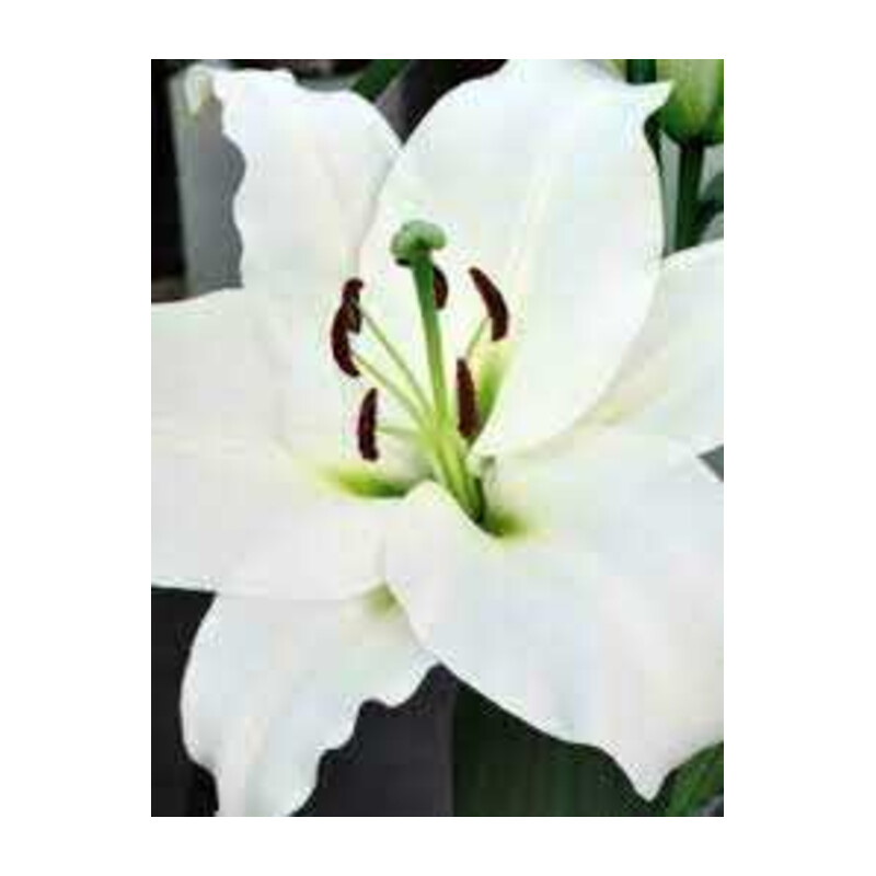 Lilia 'Monte Bianco' – Lilium Monte Bianco