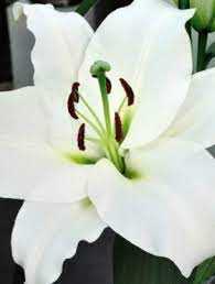 Lilia 'Monte Bianco' – Lilium Monte Bianco