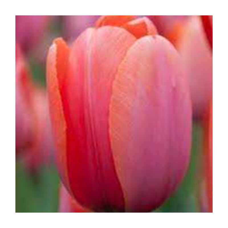 Tulipa Apricot Impression Tulipan 'Apricot Impression' 5 szt.