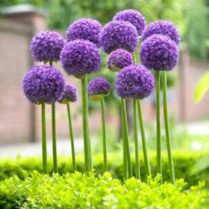 Czosnek 'Gladiator' – Allium Gladiator
