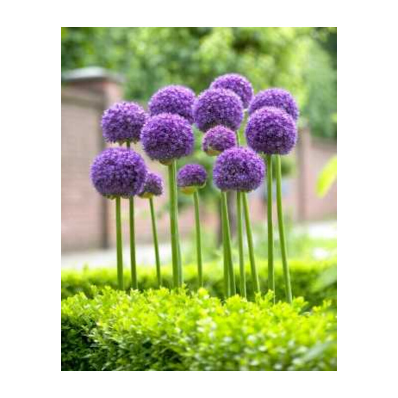 Czosnek 'Gladiator' – Allium Gladiator