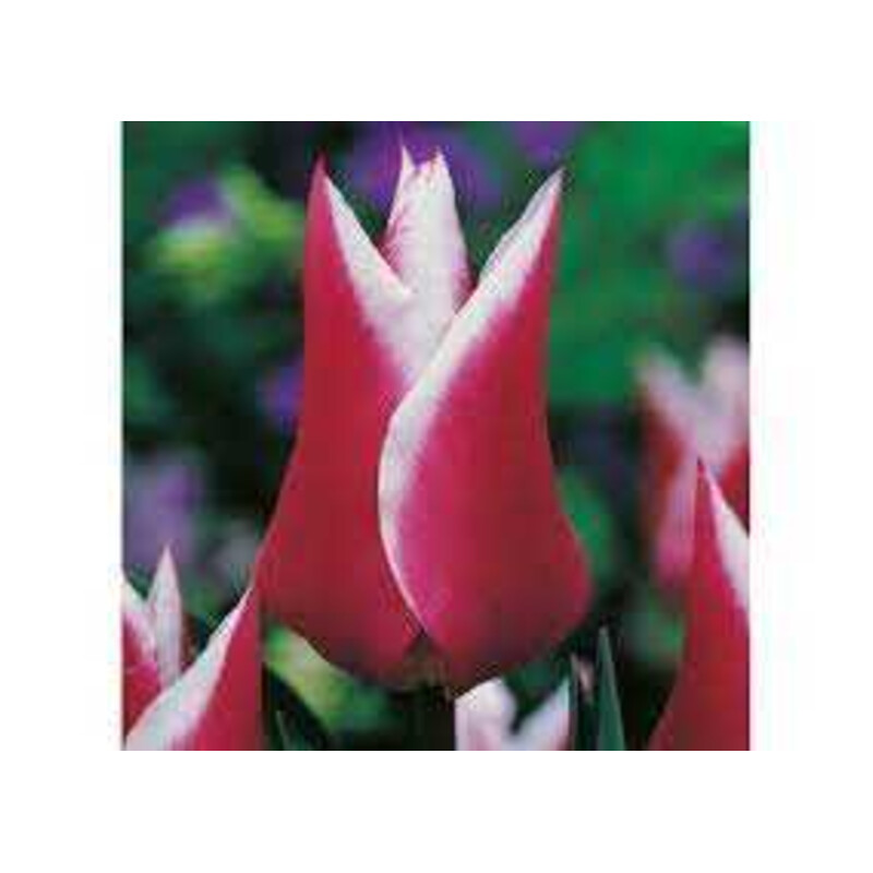 Tulipa Claudia Tulipan 'Claudia' 5 szt.