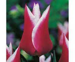 Tulipa Claudia Tulipan 'Claudia' 5 szt.