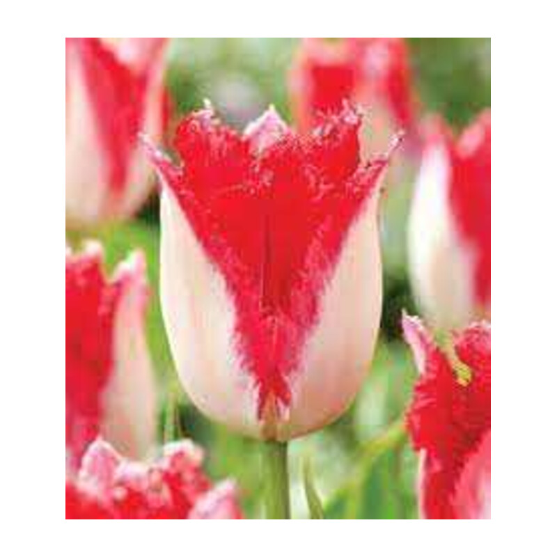 Tulipa Sweets Paradise Tulipan 'Sweets Paradise' 5 szt.