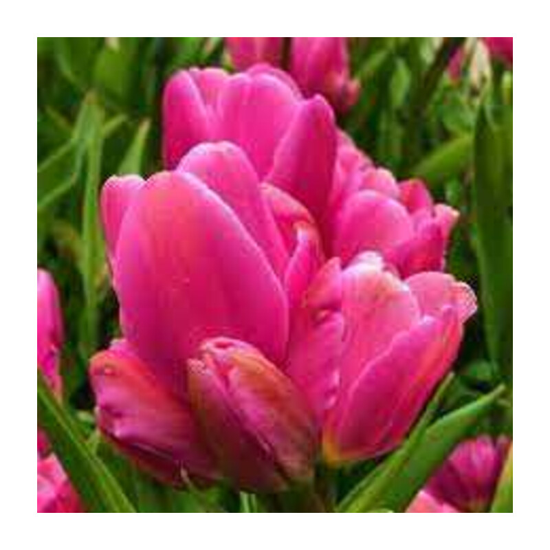 Tulipa Happy Family Tulipan 'Happy Family'5 szt.