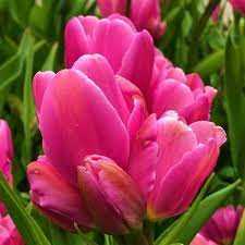 Tulipa Happy Family Tulipan 'Happy Family'5 szt.