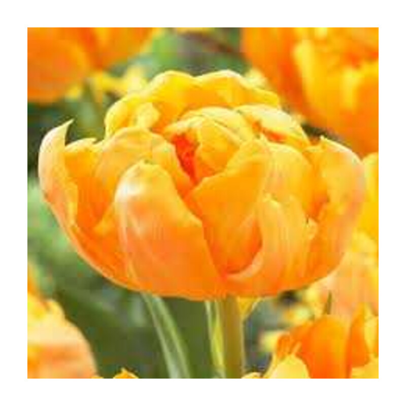 Tulipa Orca Tulipan 'Orca' 5 szt.