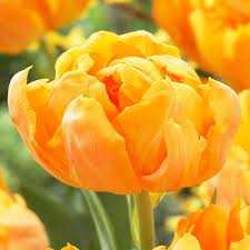 Tulipa Orca Tulipan 'Orca' 5 szt.