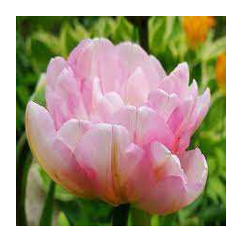 Tulipa Angelique Tulipan 'Angelique' 5 szt.