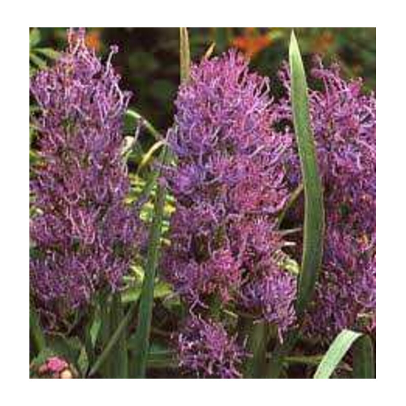 Szafirek 'Plumosum' 5 szt. – Muscari Plumosum