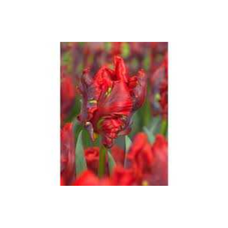 Tulipa Rococo Tulipan 'Rococo 5 szt.