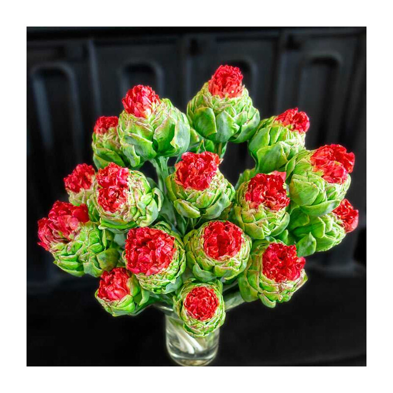 Tulipa Bull's Eye Tulipan 'Bull's Eye' 5 szt.