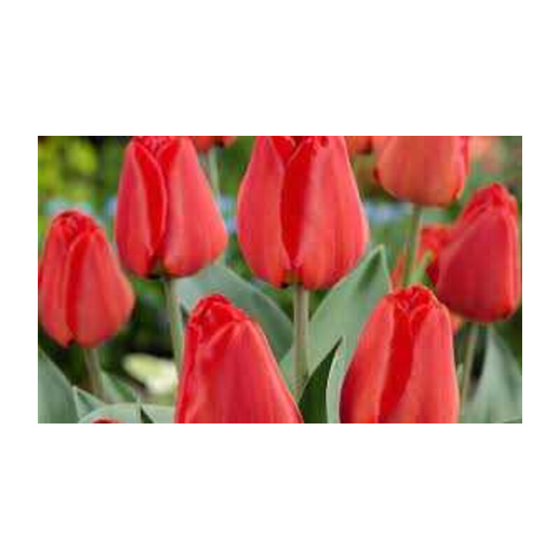 Tulipa Apeldorn Tulipan 'Apeldorn' 5 szt.