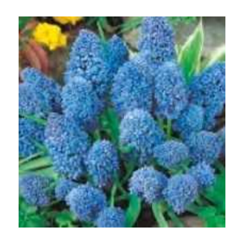 Szafirek Blue Spike błękitny 2 szt.