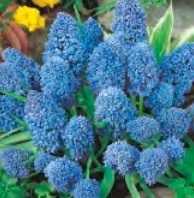 Szafirek Blue Spike błękitny 2 szt.